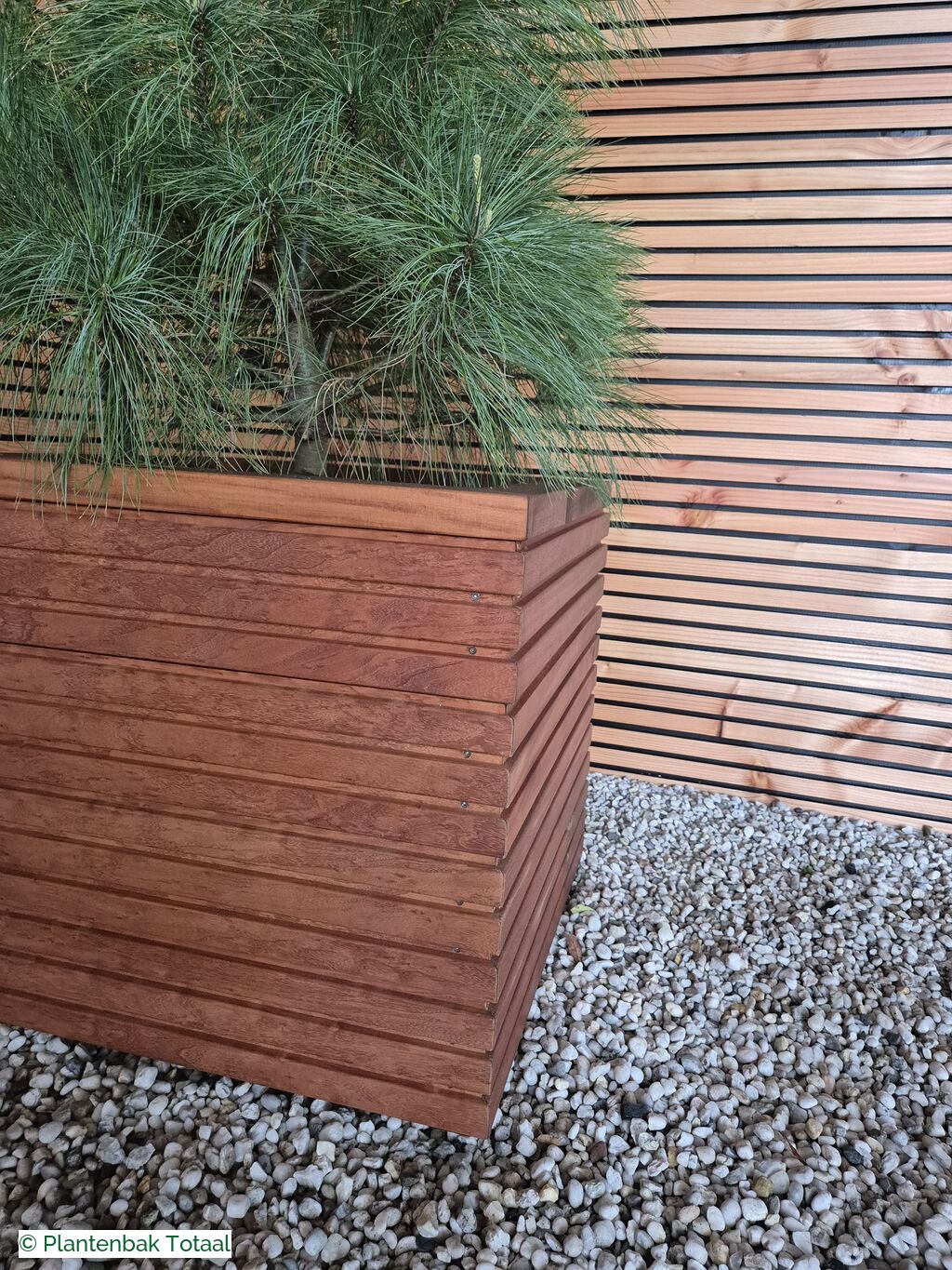 productfoto van plantenbak Hardhout Malaga - Pinus Conifeer