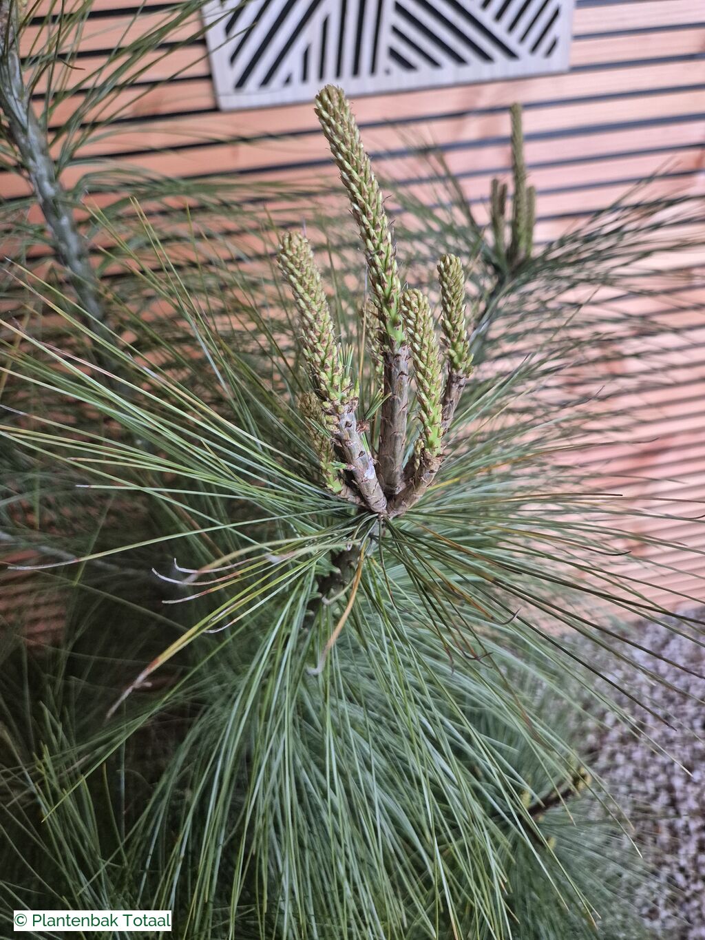 productfoto van plantenbak Hardhout Malaga - Pinus Conifeer