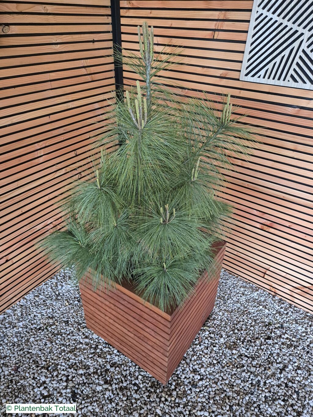 productfoto van plantenbak Hardhout Malaga - Pinus Conifeer