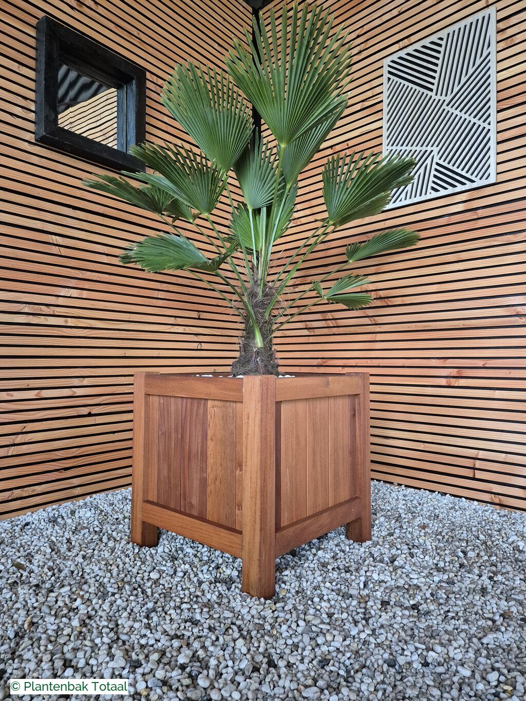 productfoto van plantenbak Hardhout Valencia - Trachycarpus Palm