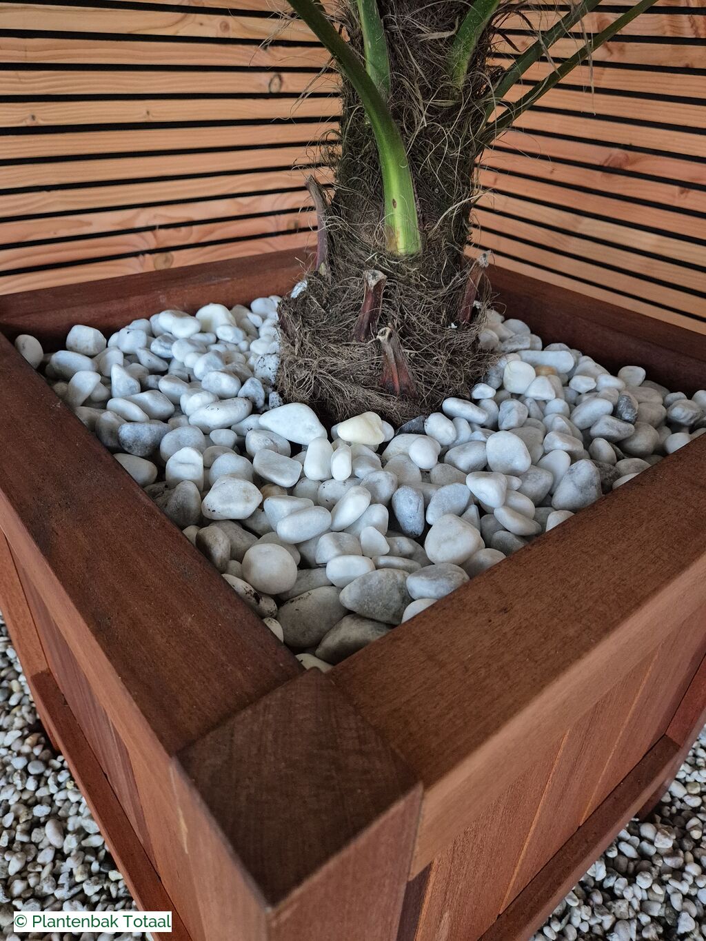productfoto van plantenbak Hardhout Valencia - Trachycarpus Palm