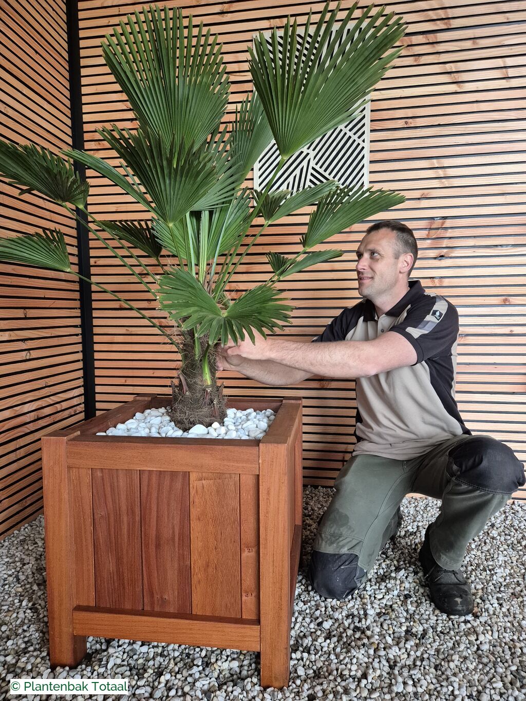 productfoto van plantenbak Hardhout Valencia - Trachycarpus Palm