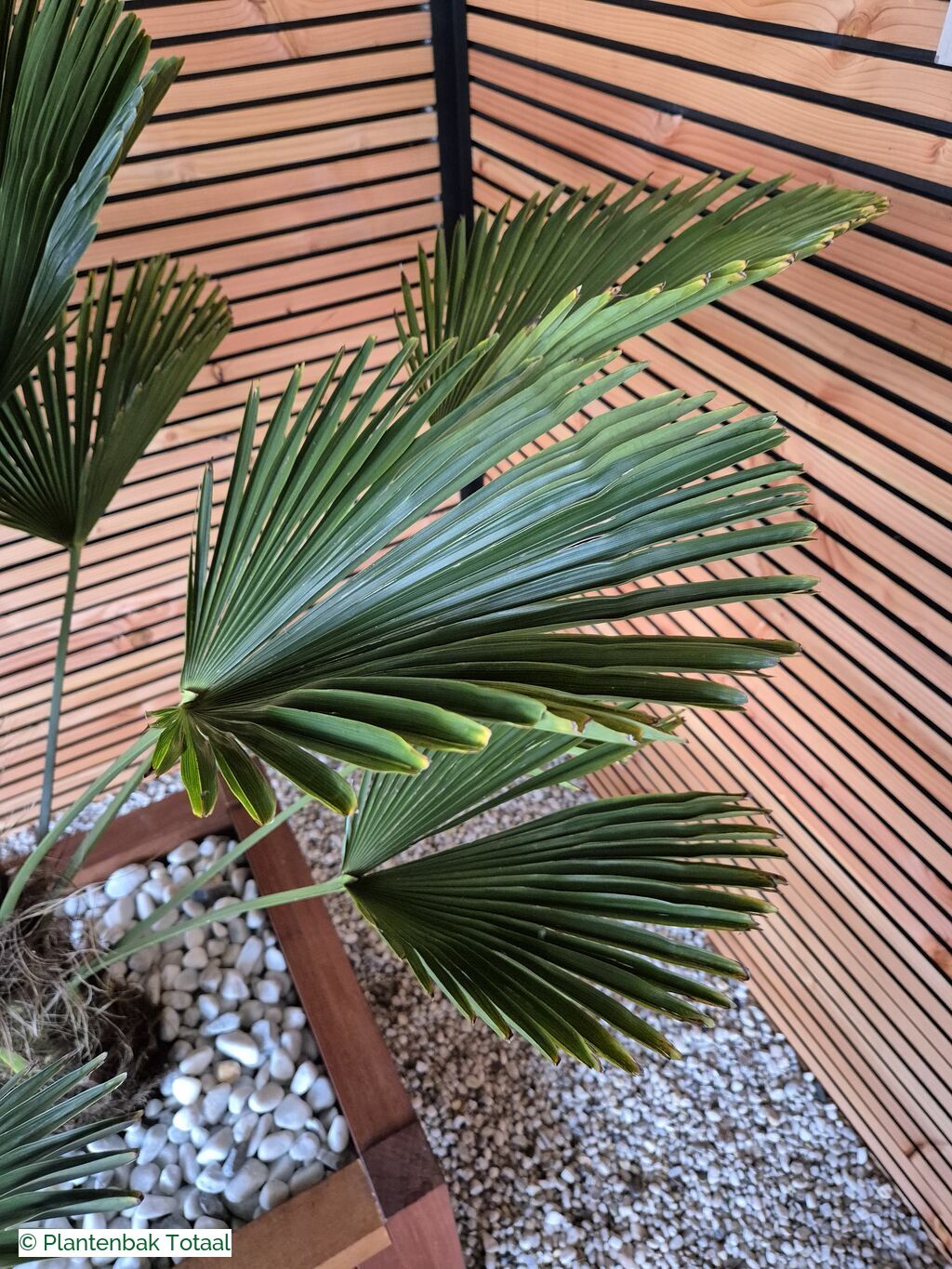 productfoto van plantenbak Hardhout Valencia - Trachycarpus Palm
