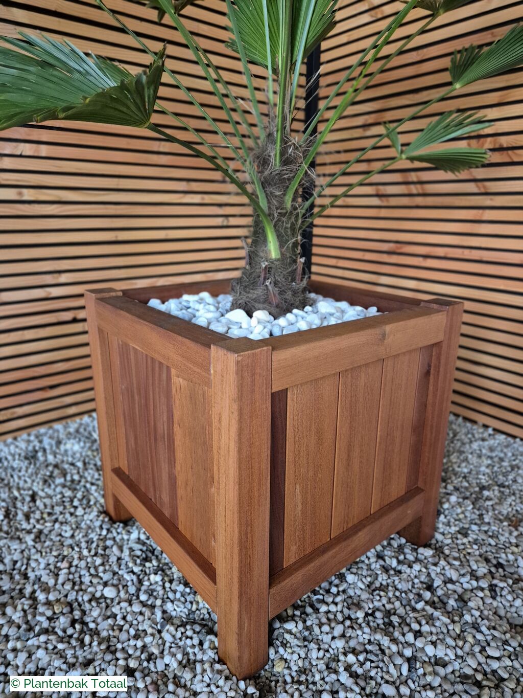 productfoto van plantenbak Hardhout Valencia - Trachycarpus Palm