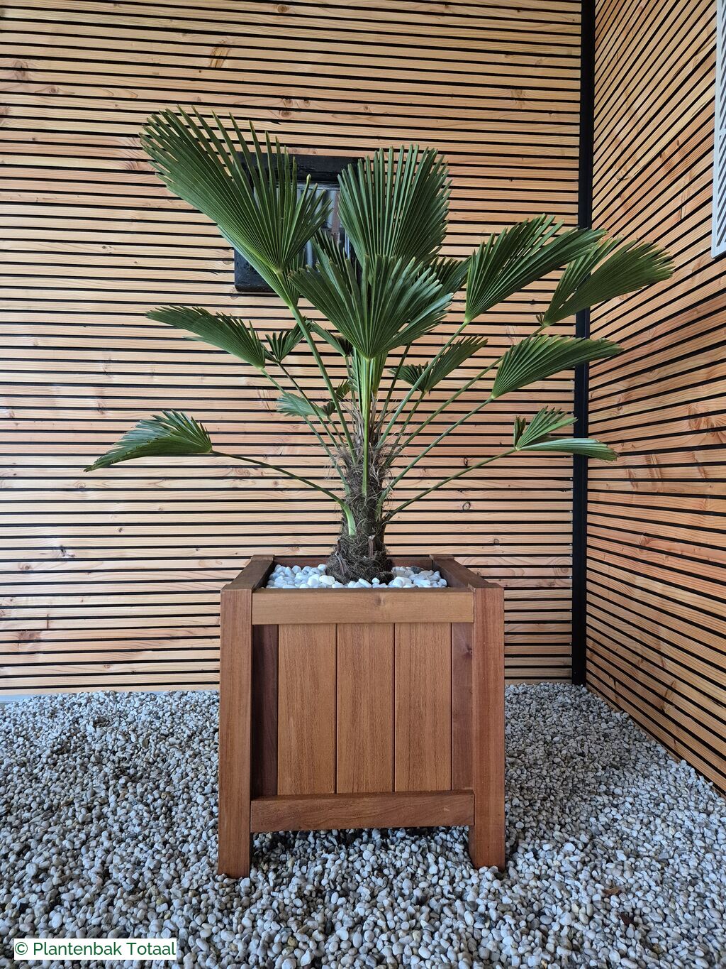 productfoto van plantenbak Hardhout Valencia - Trachycarpus Palm