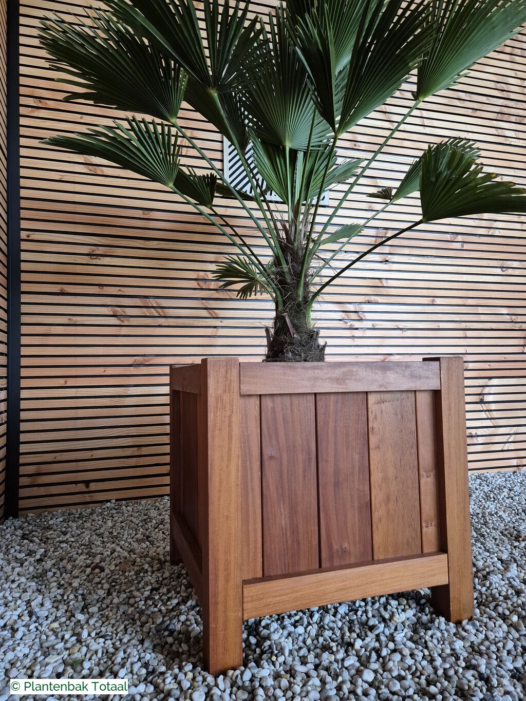 productfoto van plantenbak Hardhout Valencia - Trachycarpus Palm