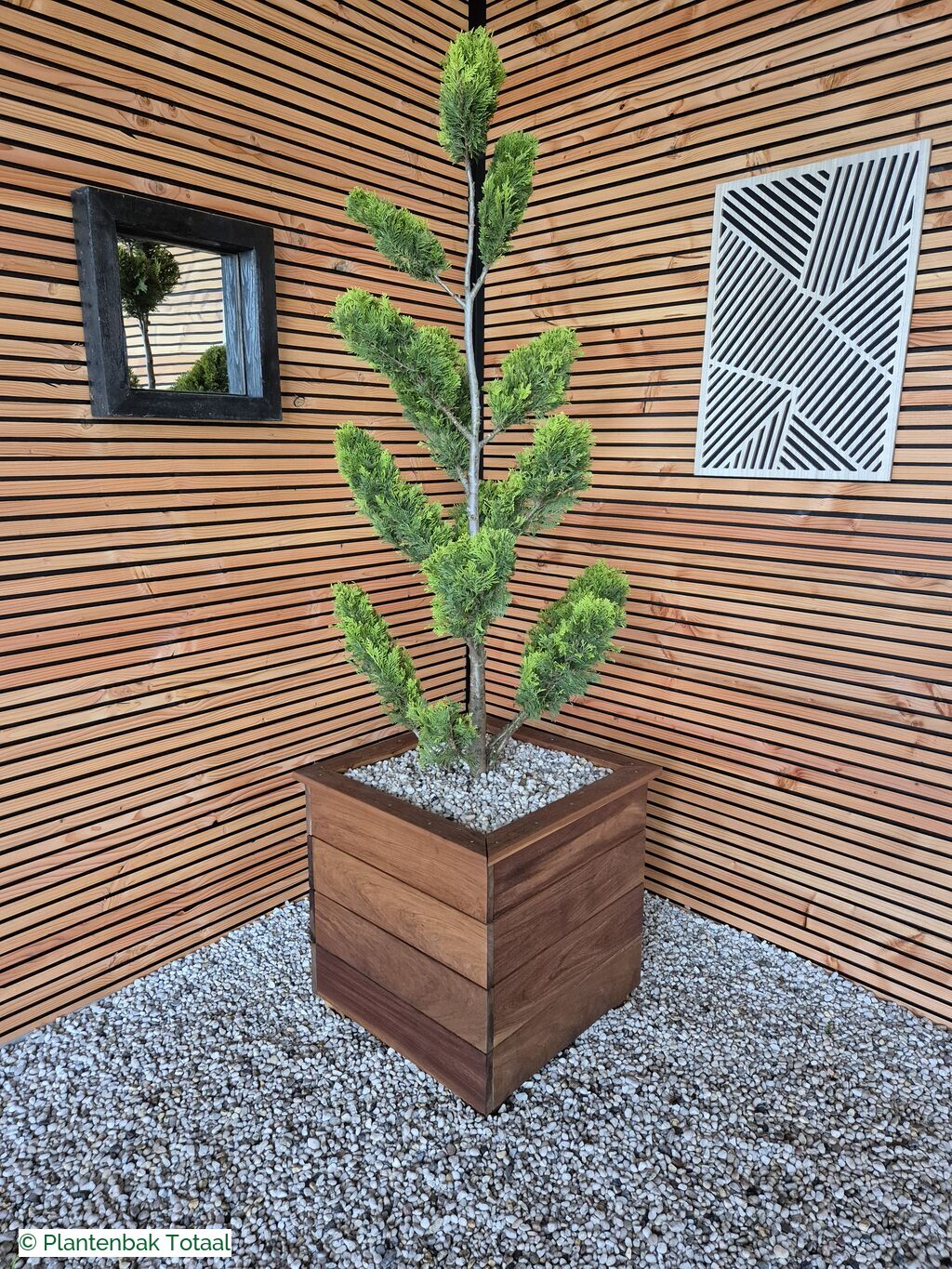productfoto van plantenbak Hardhout Granada - Cupressocyparis Leylandii Pompon