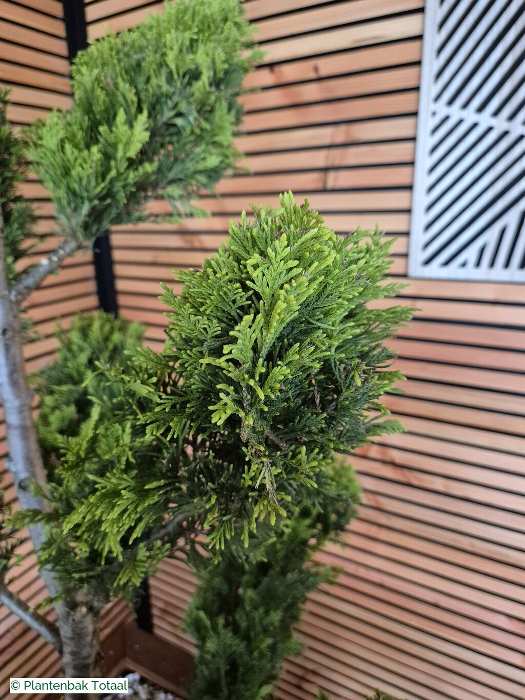 productfoto van plantenbak Hardhout Granada - Cupressocyparis Leylandii Pompon