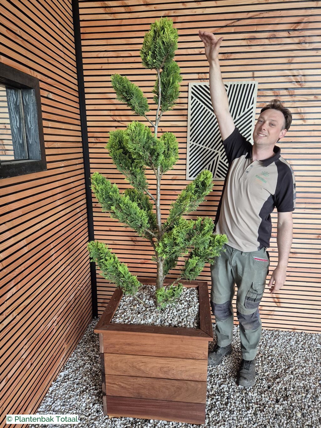 productfoto van plantenbak Hardhout Granada - Cupressocyparis Leylandii Pompon