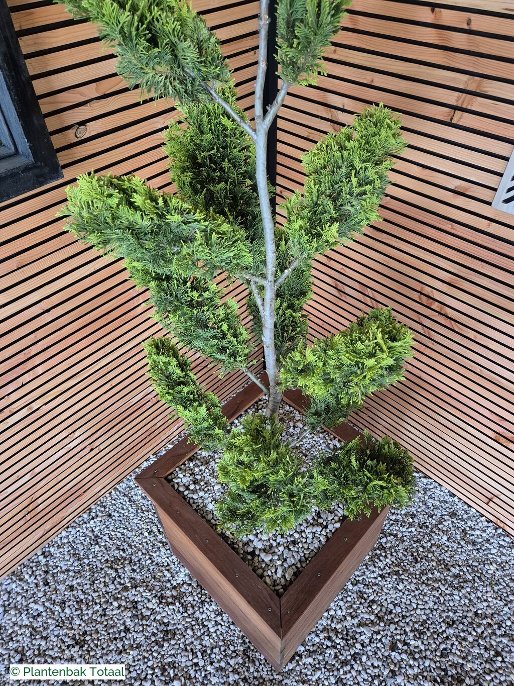 productfoto van plantenbak Hardhout Granada - Cupressocyparis Leylandii Pompon