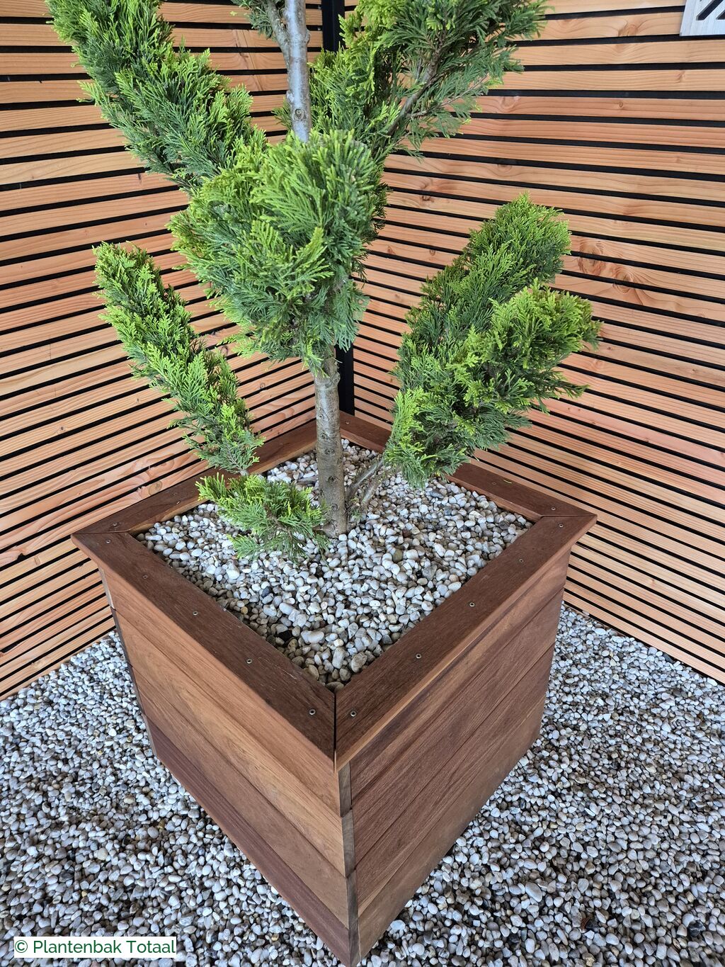 productfoto van plantenbak Hardhout Granada - Cupressocyparis Leylandii Pompon
