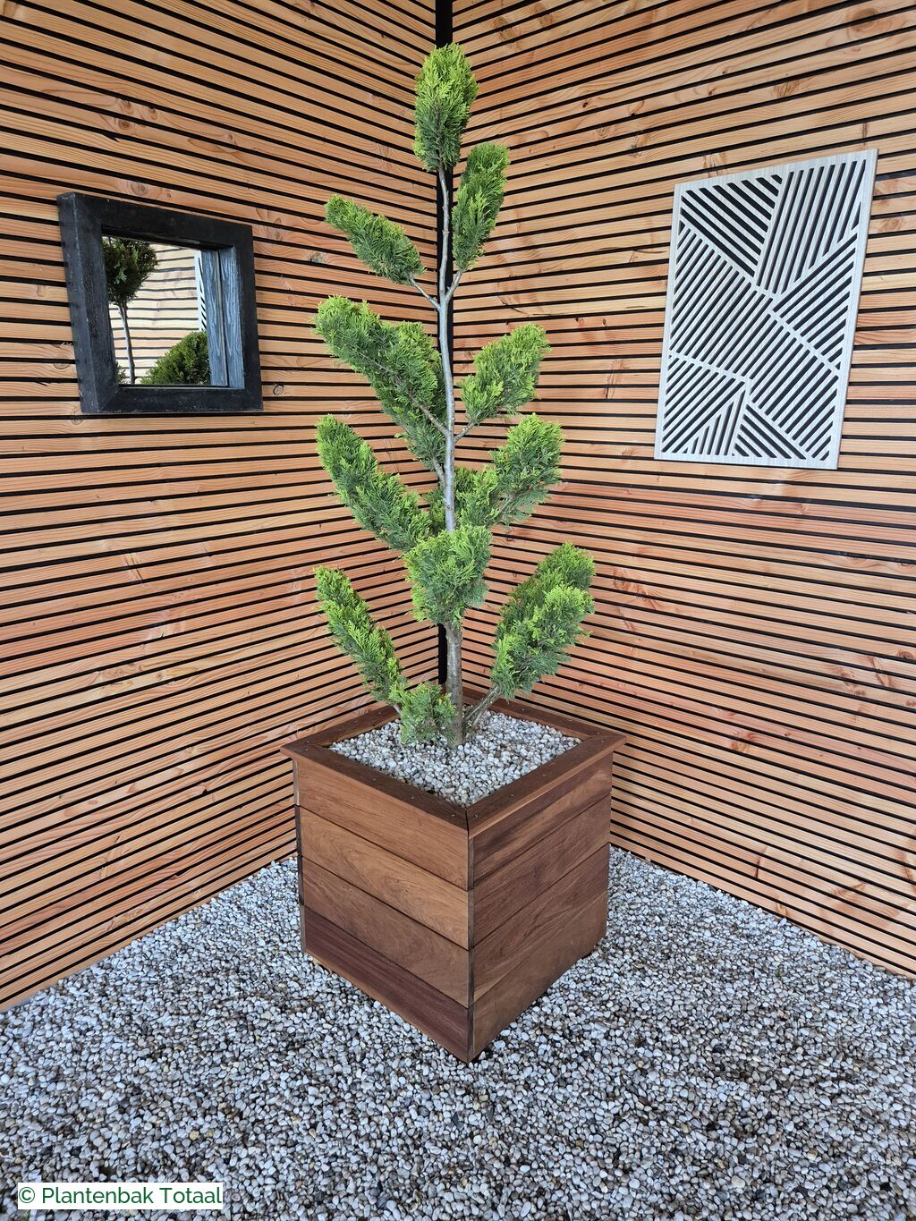 productfoto van plantenbak Hardhout Granada - Cupressocyparis Leylandii Pompon