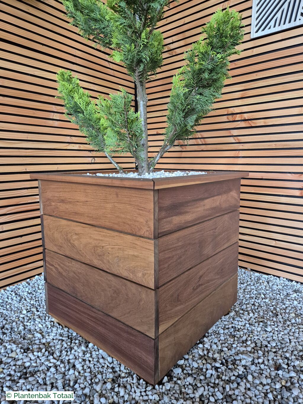 productfoto van plantenbak Hardhout Granada - Cupressocyparis Leylandii Pompon