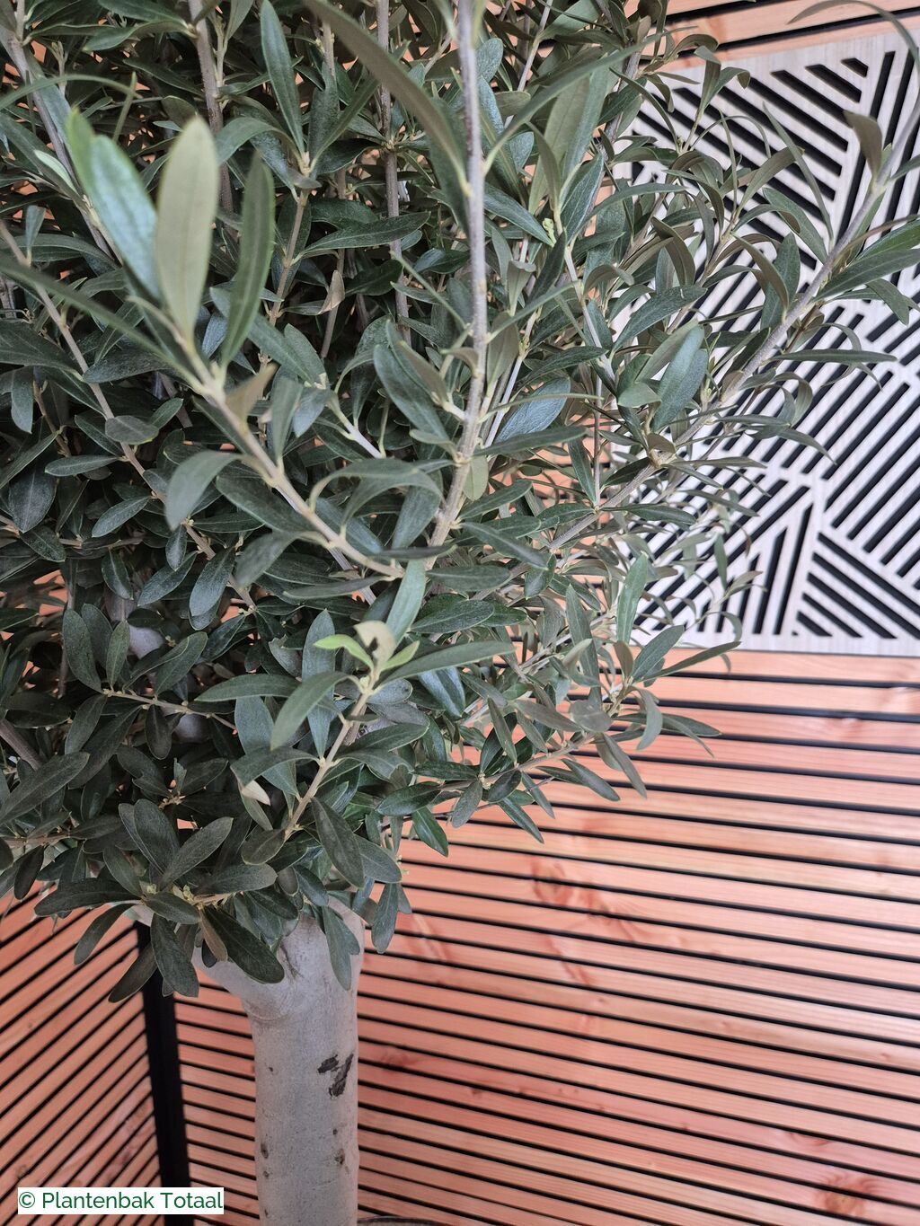 productfoto van plantenbak Eikenhout Wijnvat - Olijfboom