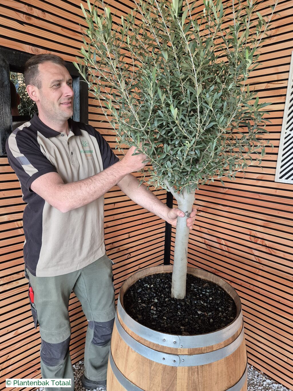 productfoto van plantenbak Eikenhout Wijnvat - Olijfboom