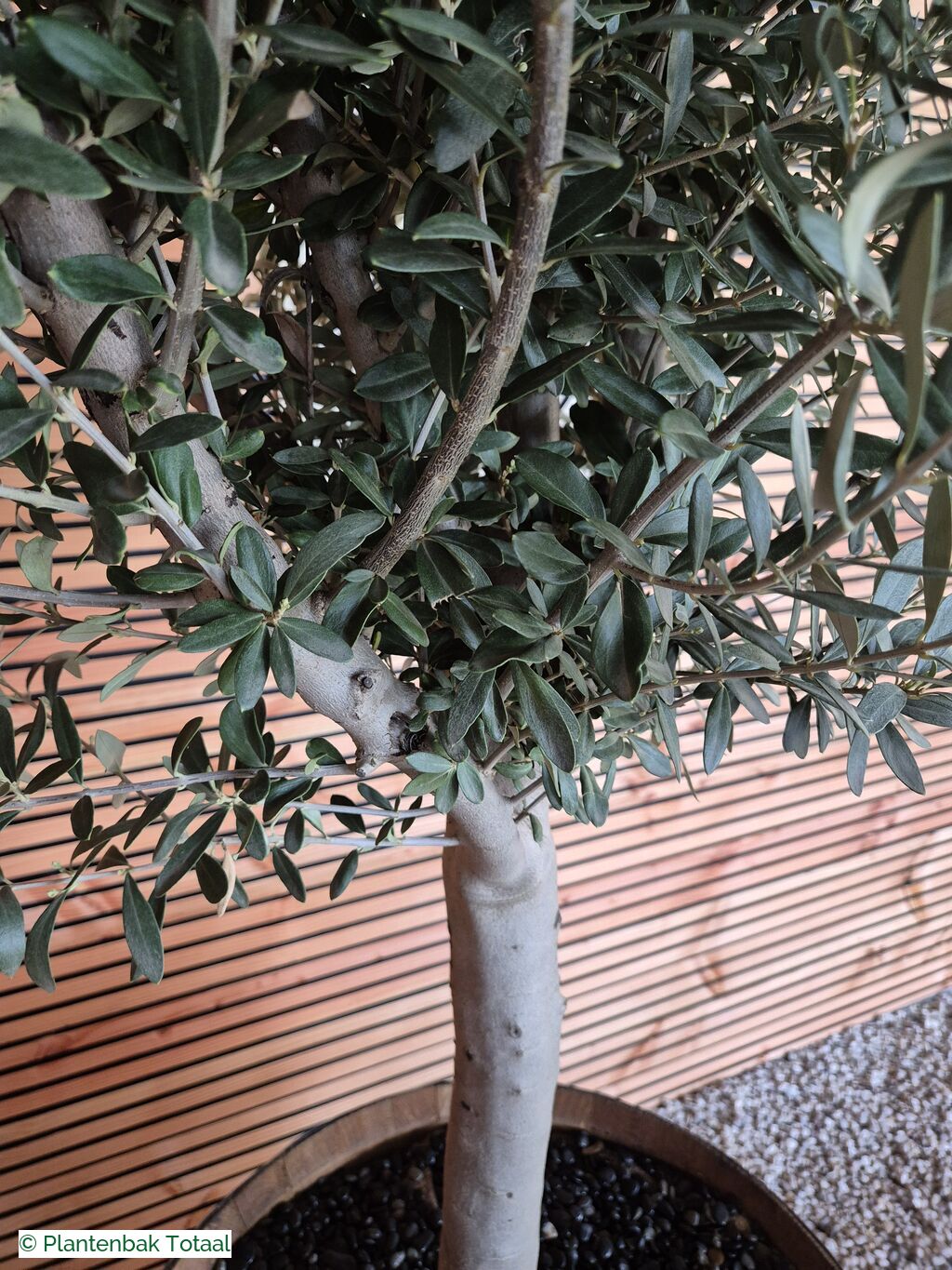 productfoto van plantenbak Eikenhout Wijnvat - Olijfboom
