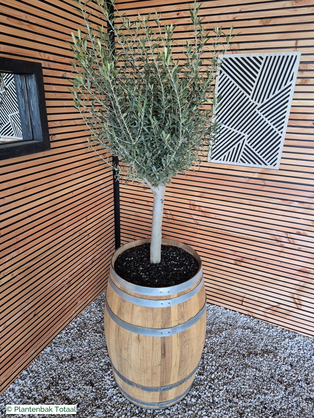 productfoto van plantenbak Eikenhout Wijnvat - Olijfboom