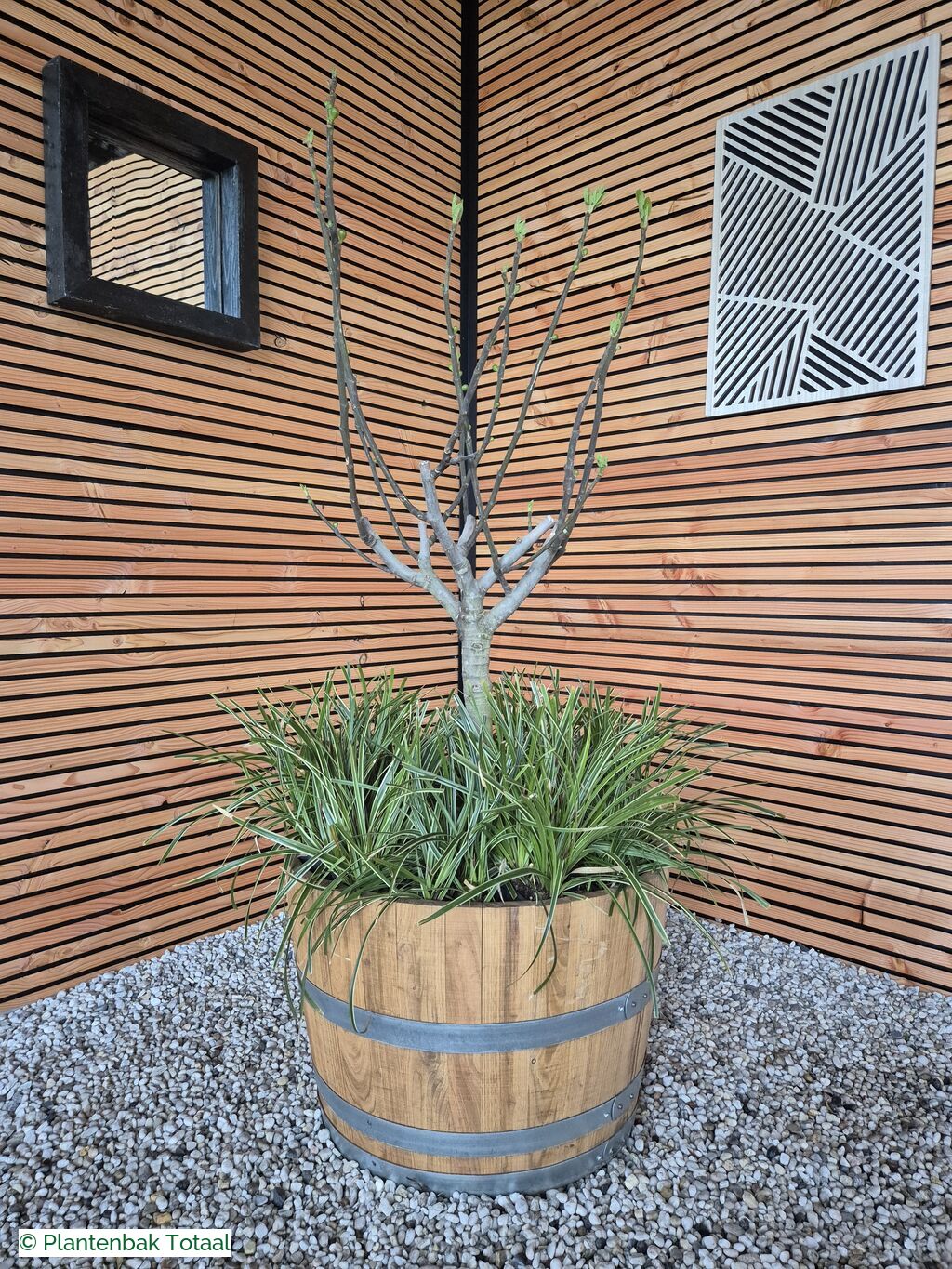 productfoto van plantenbak Eikenhout Half Wijnvat - Vijg & Carex