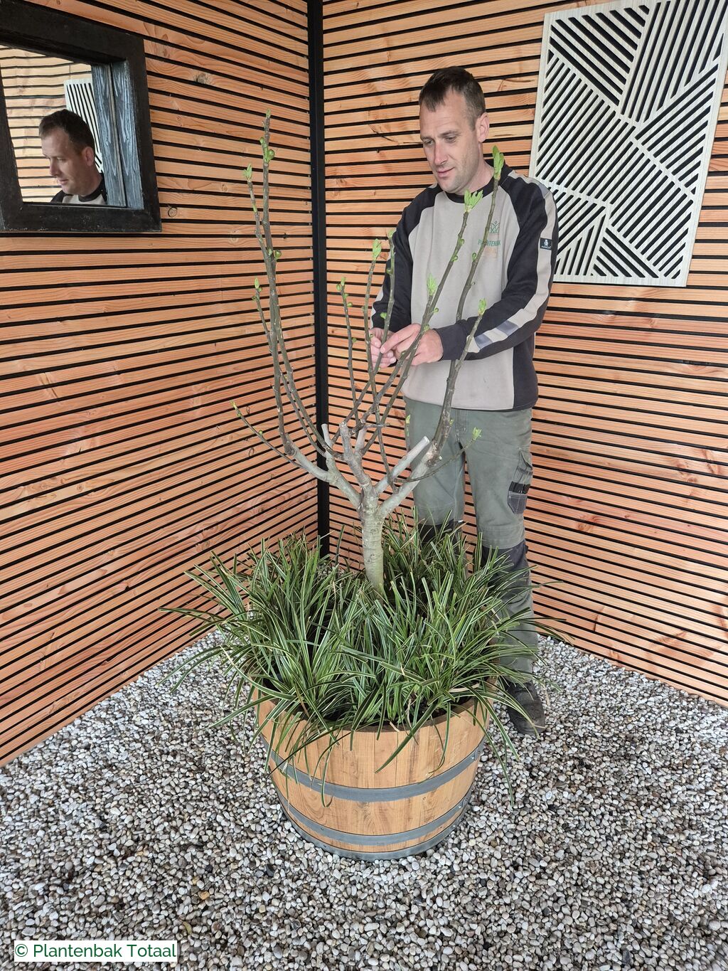 productfoto van plantenbak Eikenhout Half Wijnvat - Vijg & Carex