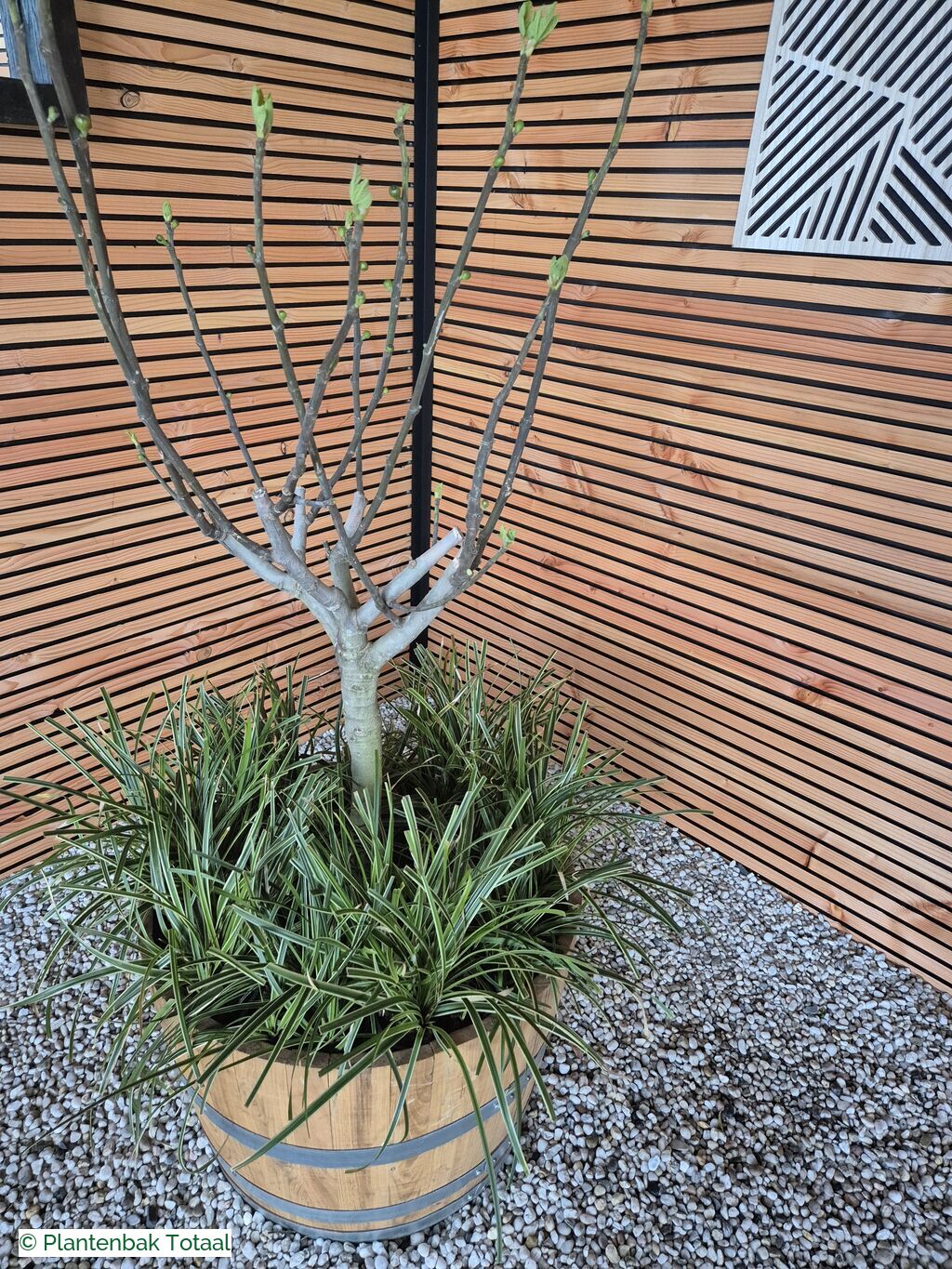 productfoto van plantenbak Eikenhout Half Wijnvat - Vijg & Carex