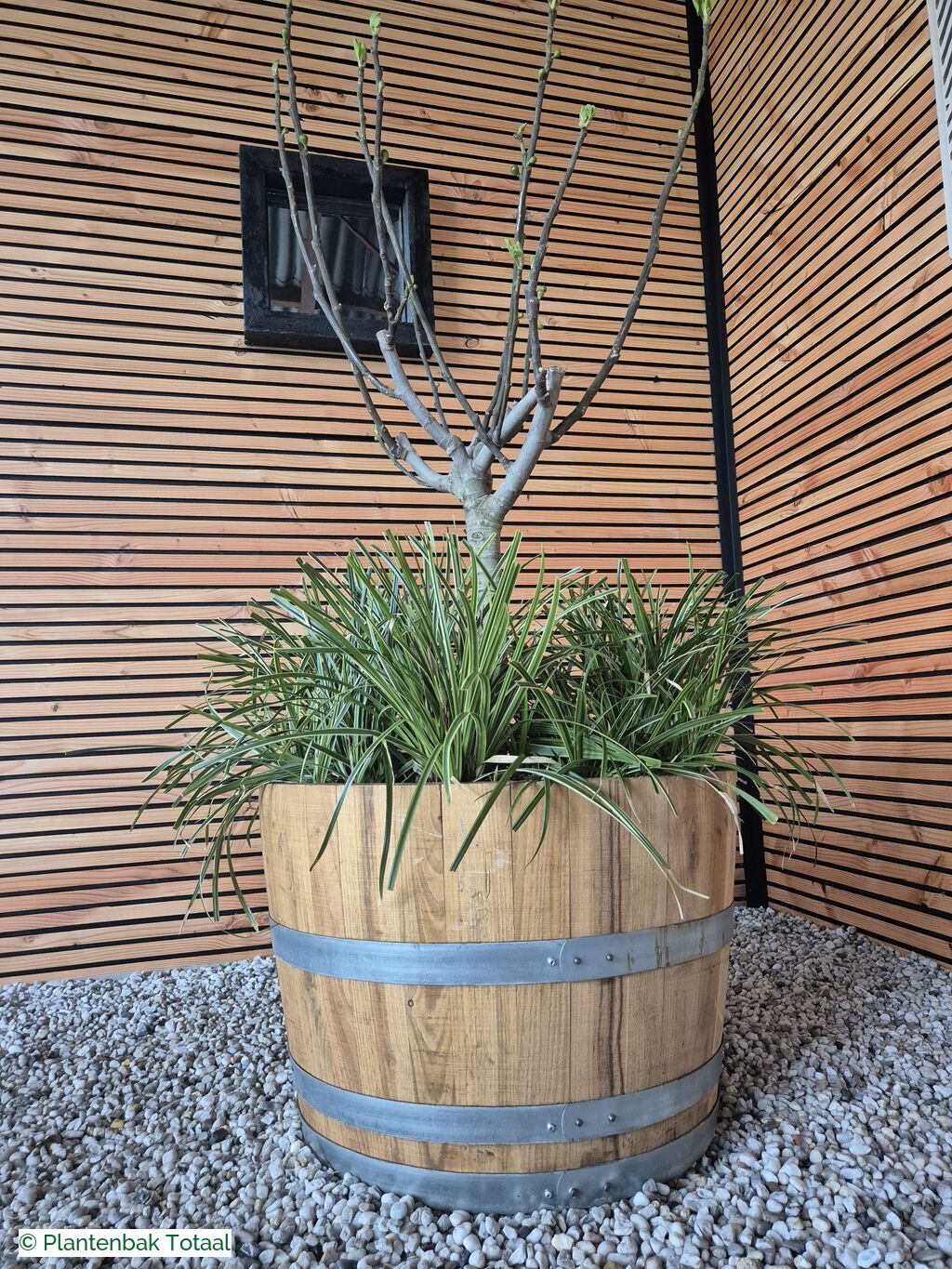 productfoto van plantenbak Eikenhout Half Wijnvat - Vijg & Carex