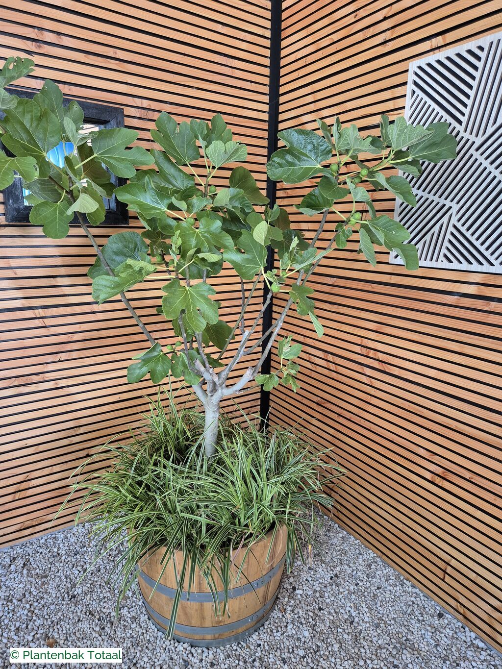 productfoto van plantenbak Eikenhout Half Wijnvat - Vijg & Carex