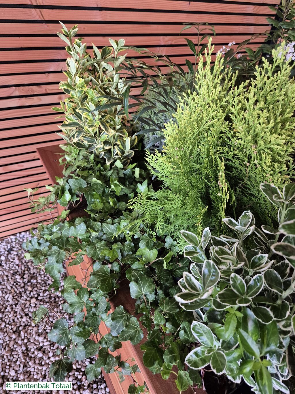 productfoto van plantenbak Hardhouten Granada - Planten Set