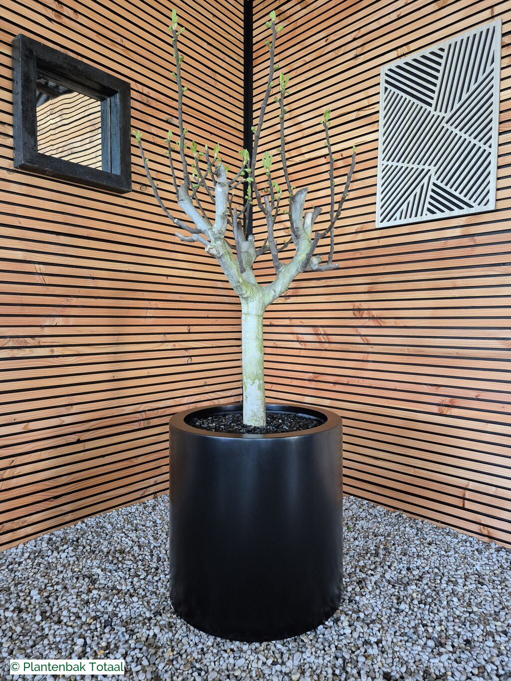 productfoto van plantenbak Aluminium Circum - Grote Vijgenboom