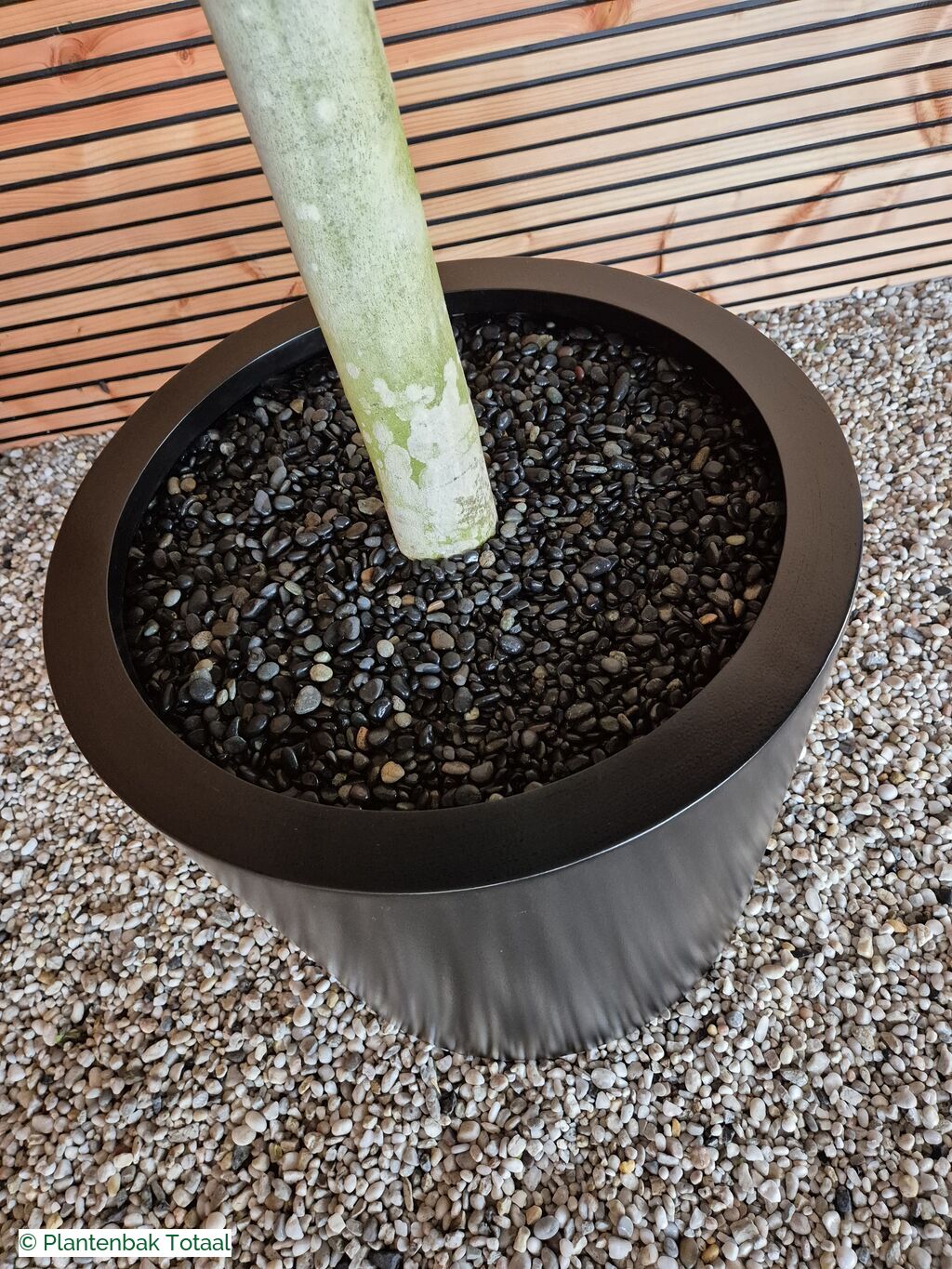 productfoto van plantenbak Aluminium Circum - Grote Vijgenboom