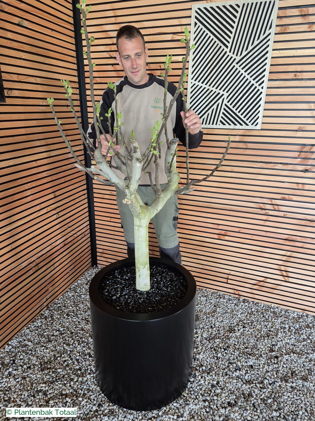 productfoto van plantenbak Aluminium Circum - Grote Vijgenboom
