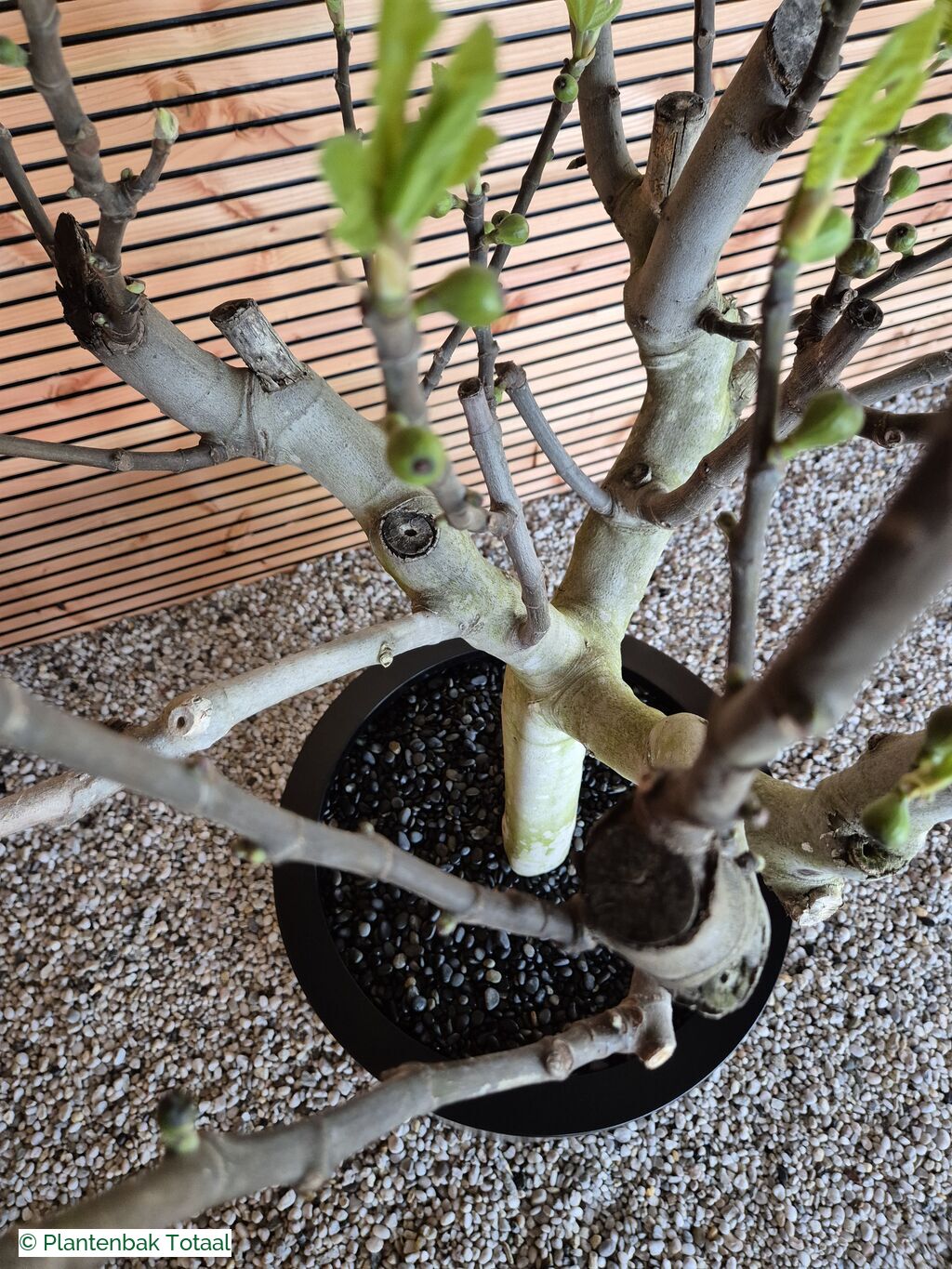 productfoto van plantenbak Aluminium Circum - Grote Vijgenboom