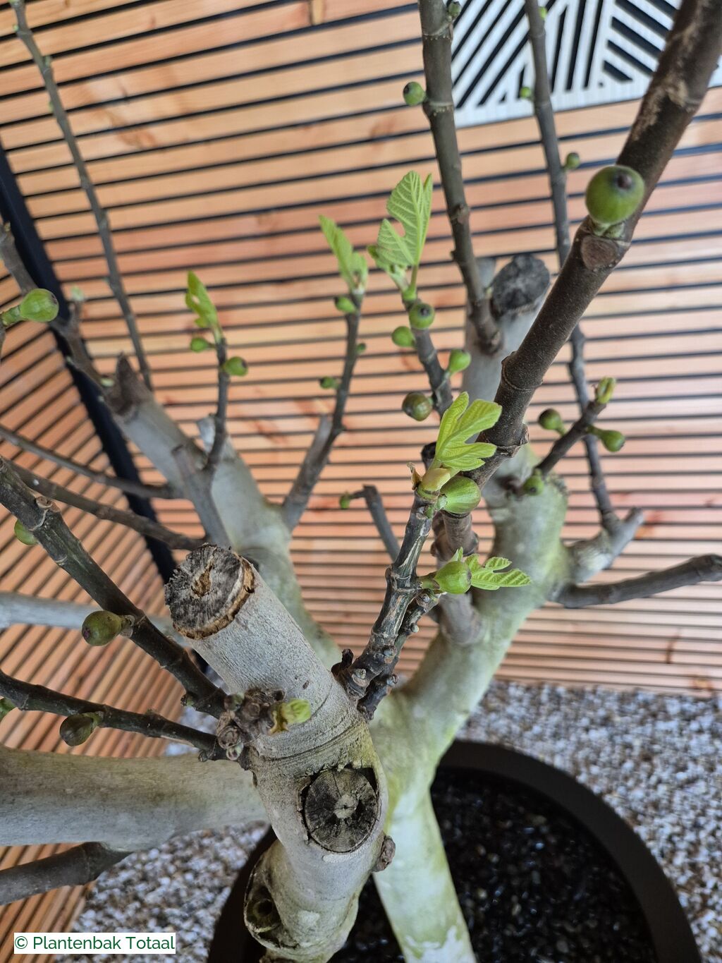 productfoto van plantenbak Aluminium Circum - Grote Vijgenboom