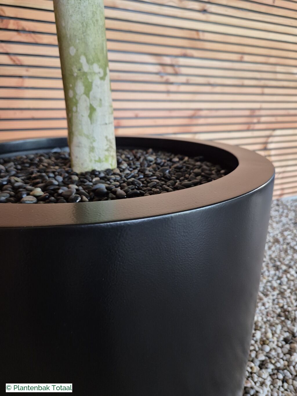 productfoto van plantenbak Aluminium Circum - Grote Vijgenboom