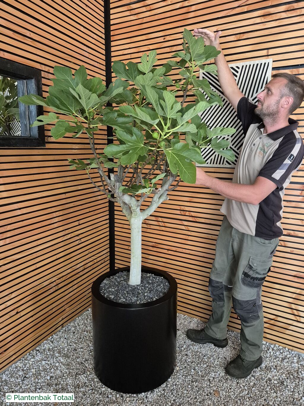 productfoto van plantenbak Aluminium Circum - Grote Vijgenboom