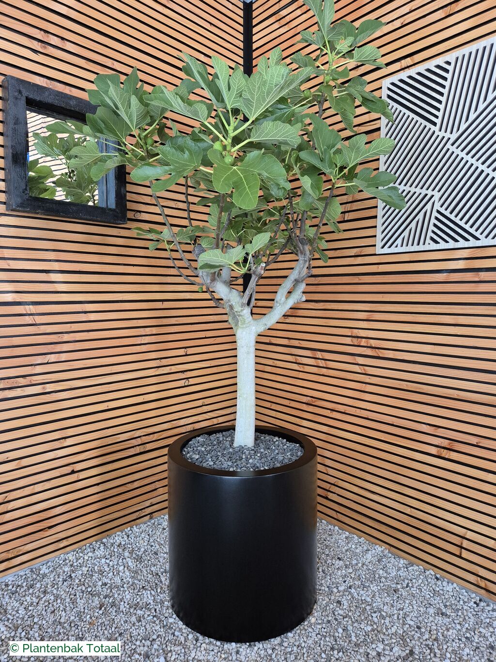 productfoto van plantenbak Aluminium Circum - Grote Vijgenboom