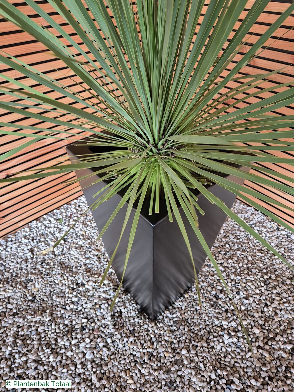 productfoto van plantenbak Aluminium TAP - Palmlelie