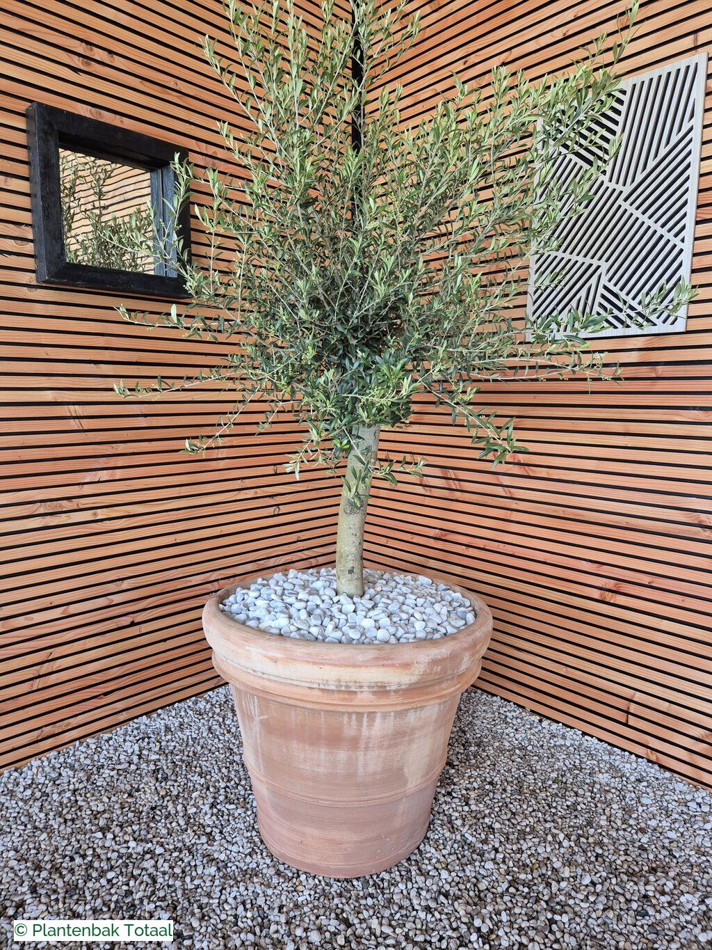 productfoto van plantenbak Terracotta Pot - Grote Olijfboom