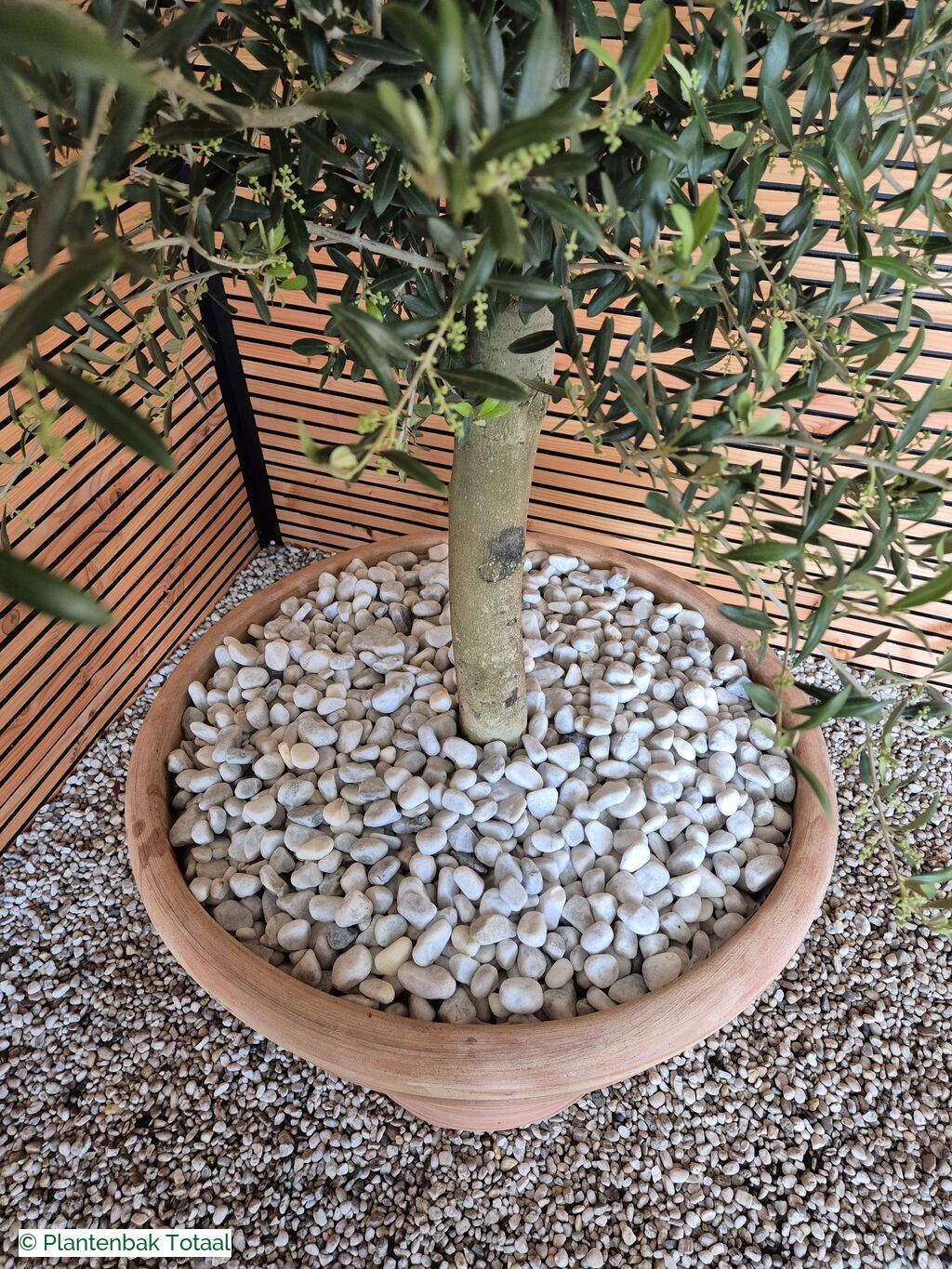 productfoto van plantenbak Terracotta Pot - Grote Olijfboom
