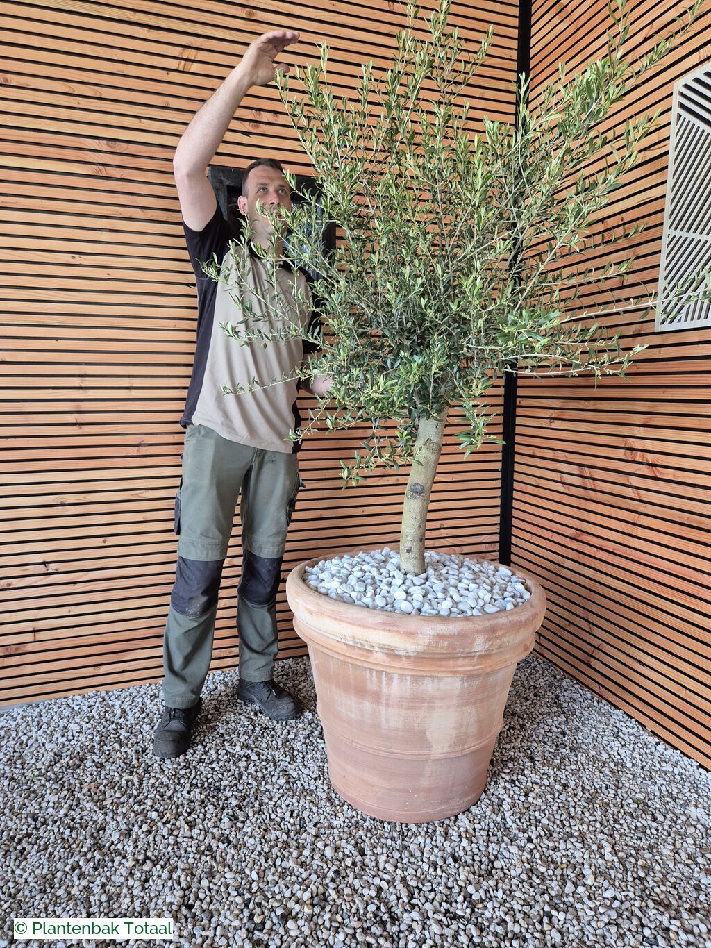 productfoto van plantenbak Terracotta Pot - Grote Olijfboom