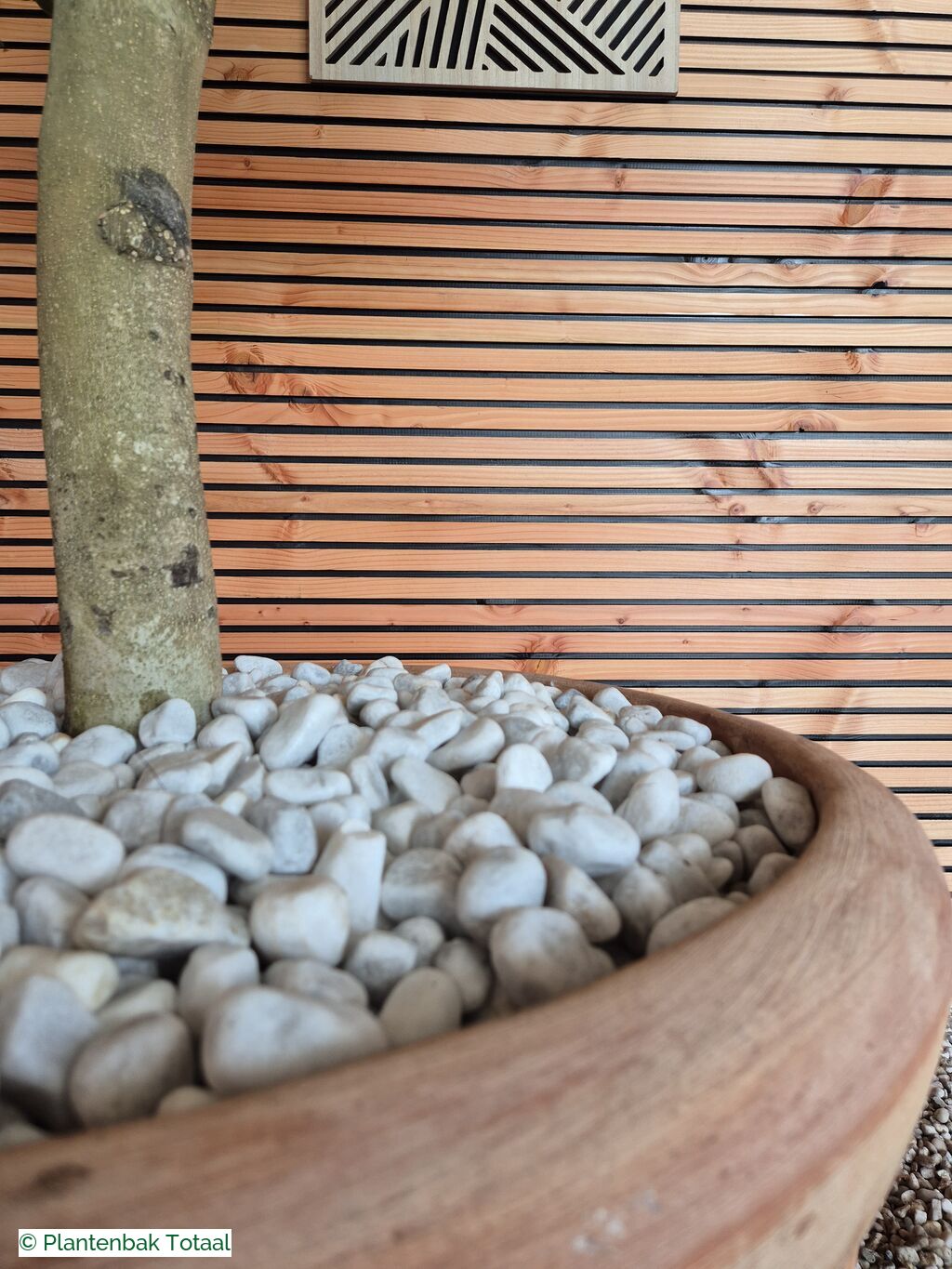 productfoto van plantenbak Terracotta Pot - Grote Olijfboom