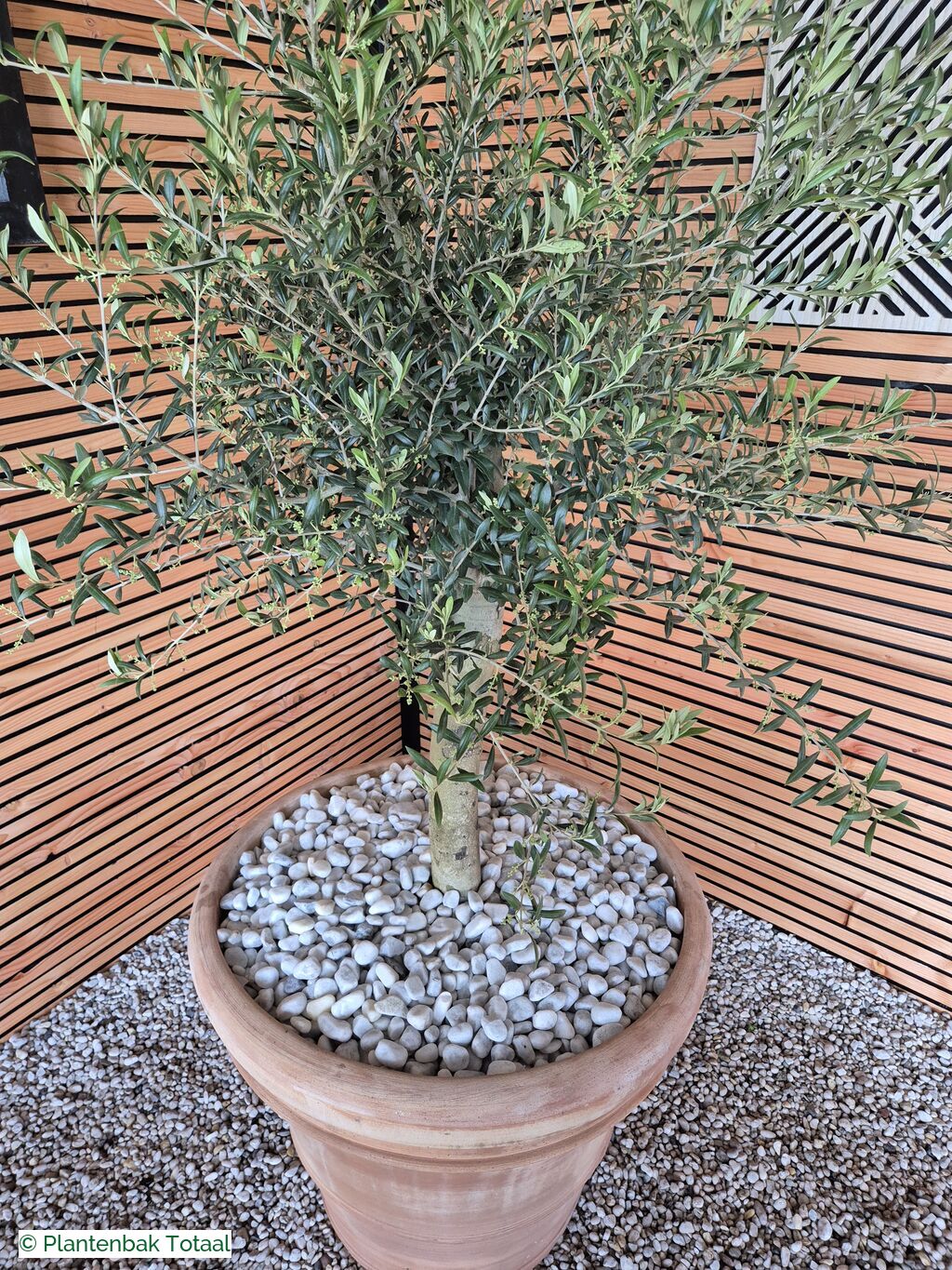 productfoto van plantenbak Terracotta Pot - Grote Olijfboom