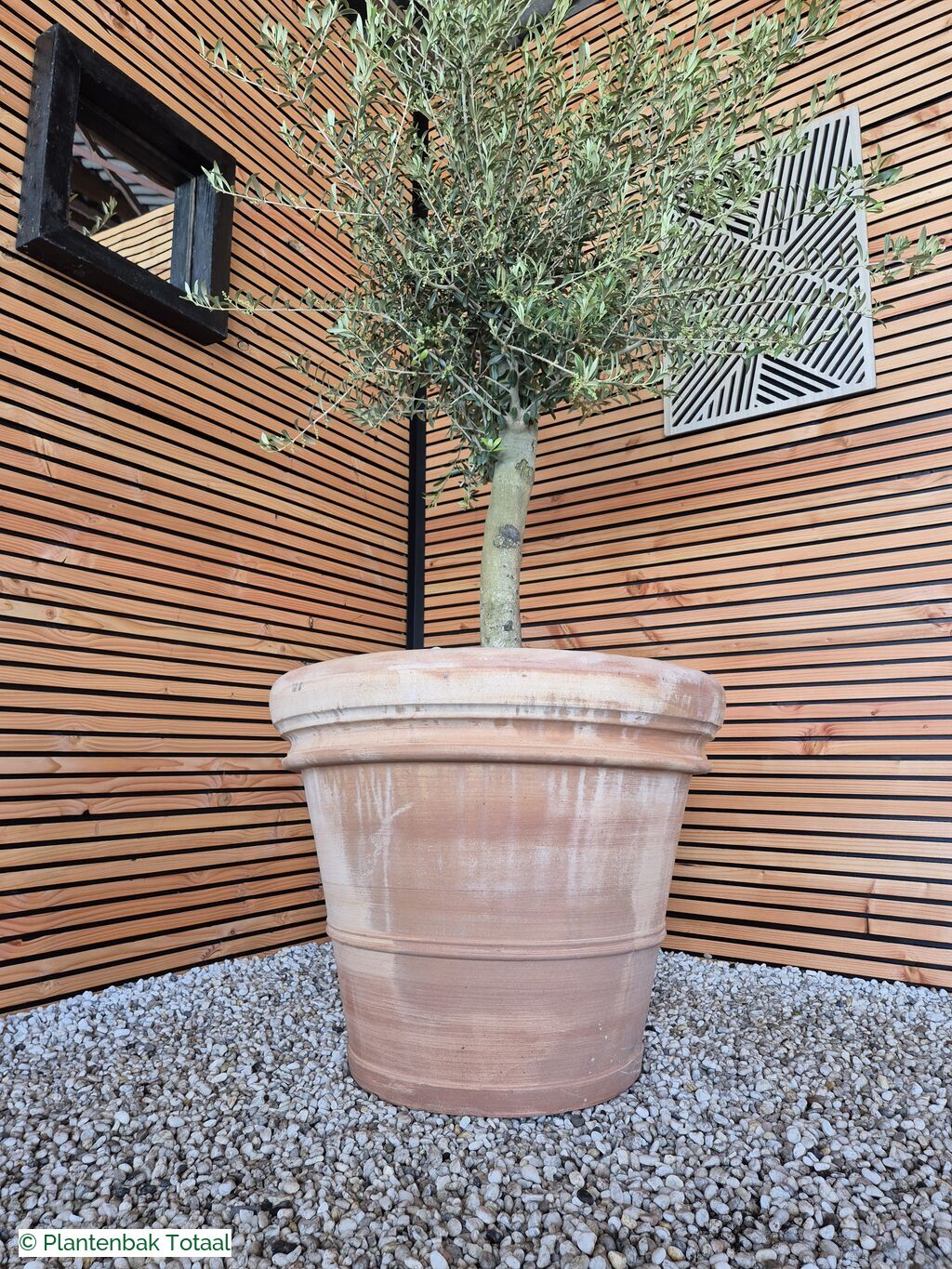 productfoto van plantenbak Terracotta Pot - Grote Olijfboom