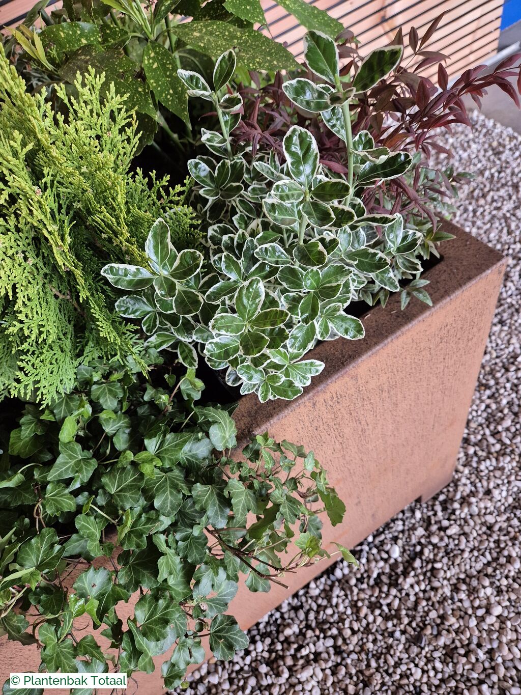 productfoto van plantenbak Cortenstaal Carrez - Planten Set