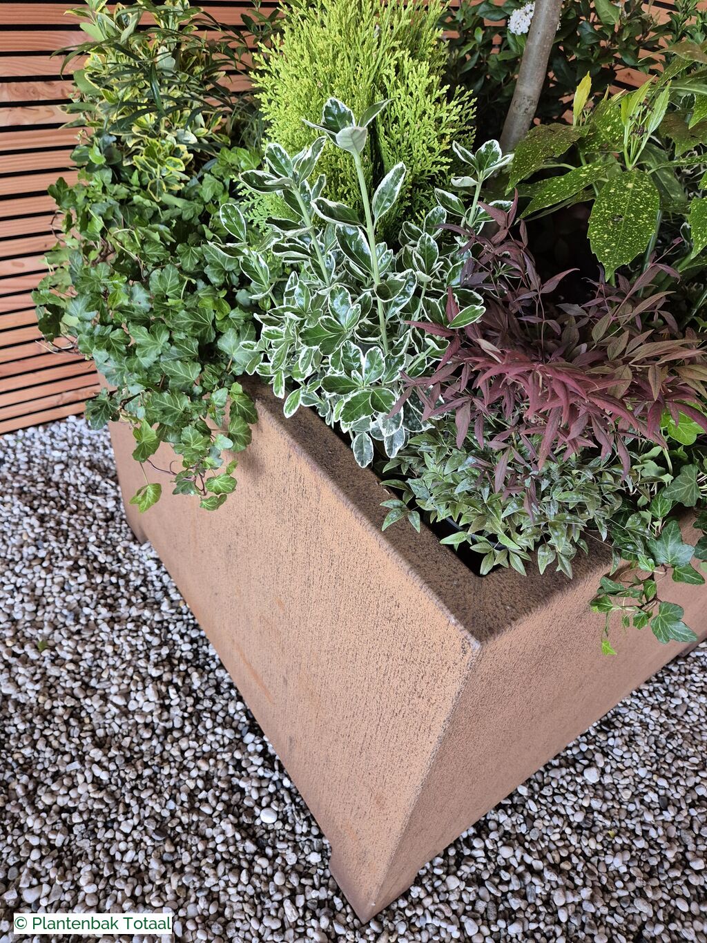 productfoto van plantenbak Cortenstaal Carrez - Planten Set