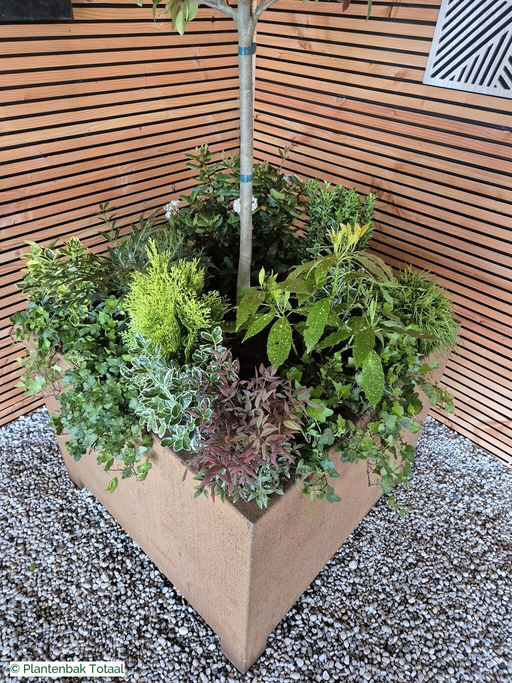 productfoto van plantenbak Cortenstaal Carrez - Planten Set