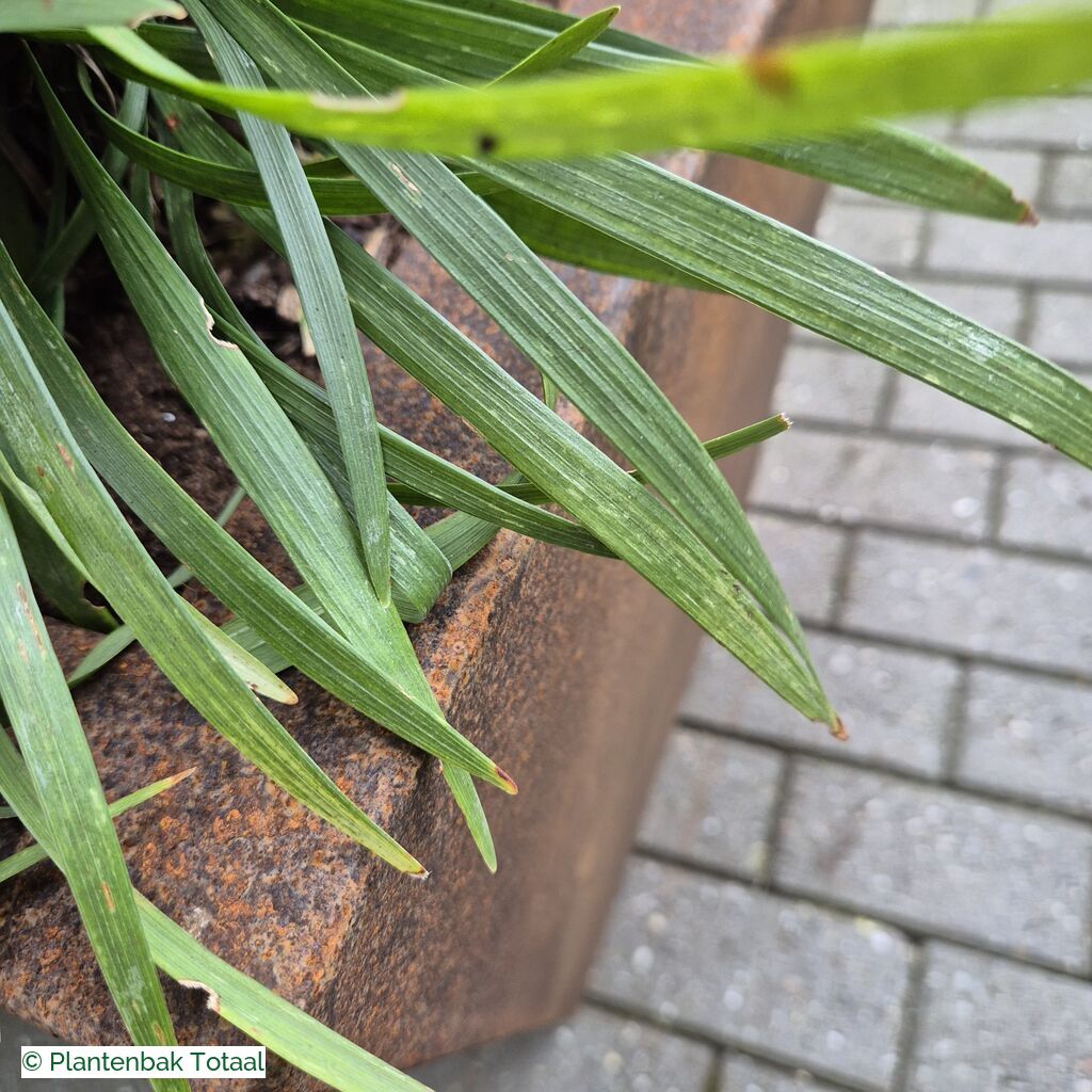 productlijn foto van plantenbak CS Tap taps