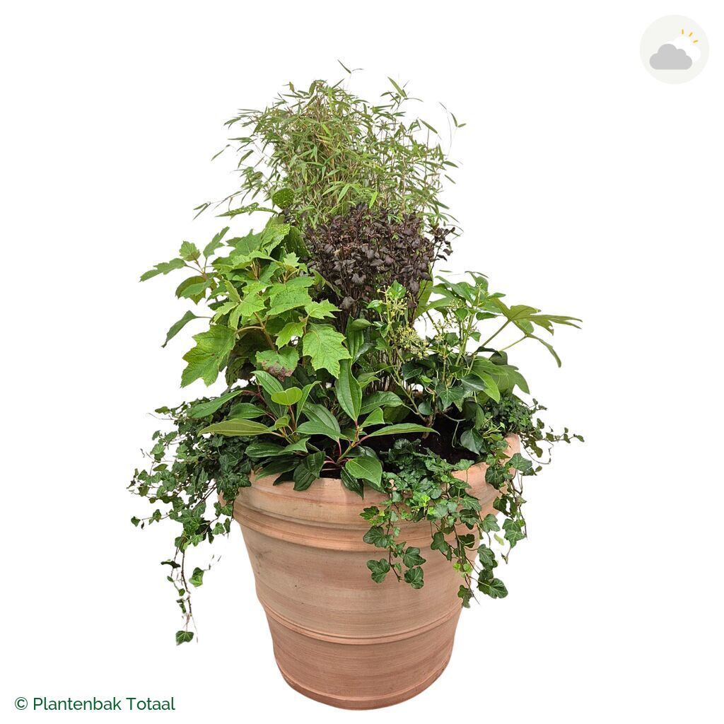 productfoto van plantenbak Terracotta Pot Set Amazone
