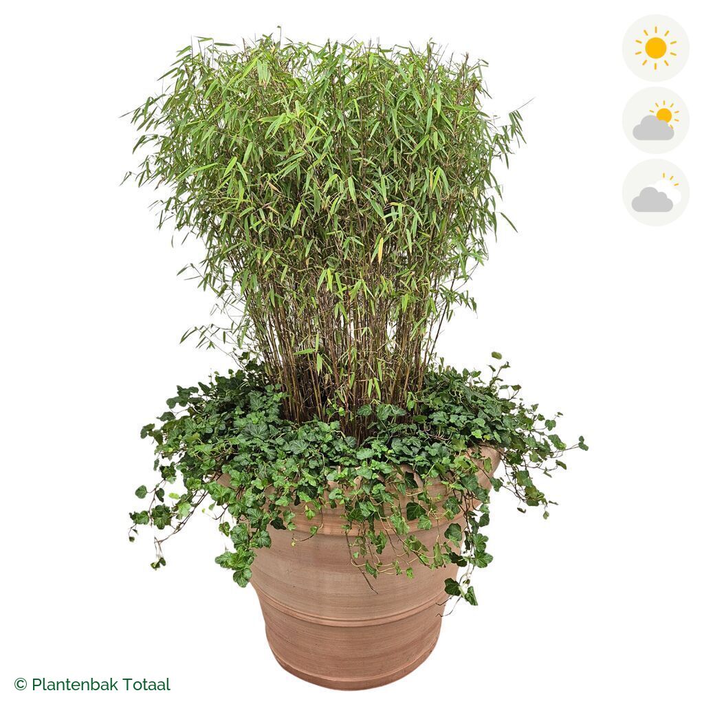 productfoto van plantenbak Terracotta Pot Bamboe Combinatie