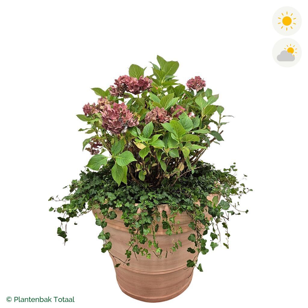 productfoto van plantenbak Terracotta Pot Boerenhortensia Combinatie