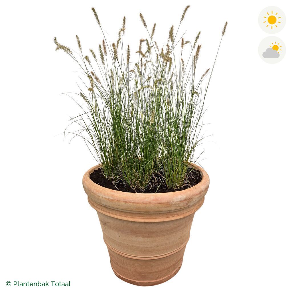 productfoto van plantenbak Terracotta Pot Lampenpoetsersgras